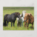 Suche nach zu pferde postkarten Ranch