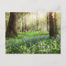 Suche nach hyazinthe postkarten Frühling