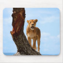 Suche nach löwin mousepads Afrika