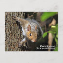 Suche nach graues eichhörnchen postkarten Tierwelt