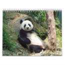 Suche nach bären kalender Panda