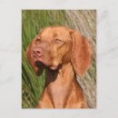 Suche nach viszla postkarten Hund
