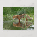 Suche nach fuchs postkarten Vulpes vulpes
