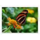 Suche nach orange schmetterling Insekt