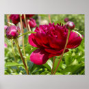 Suche nach peonie poster Flowers