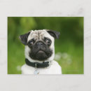 Suche nach carlin postkarten Headshot