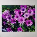 Suche nach gänseblümchen poster Blume