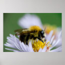 Suche nach honigbienen poster Natur