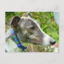 Suche nach windhund postkarten Sightshund