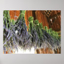 Suche nach hängende poster Blume
