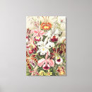 Suche nach orchideen leinwandbilder Ernst haeckel