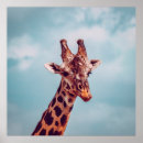 Suche nach giraffe poster Wildnis