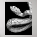 Suche nach gefährliche tiere poster Reptil