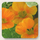 Suche nach essbare alle untersetzer Blume