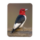 Suche nach marion magnete Vogel