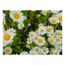 Suche nach helle lichter kunst Blume