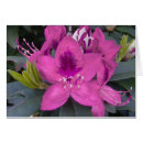 Suche nach rosa rhododendron postkarten Fotografie