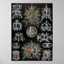 Suche nach quallen poster Marine