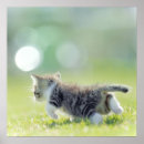 Suche nach babykatze poster Kätzchen
