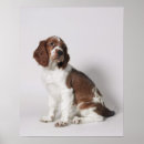 Suche nach inländischer hund poster Niemand