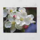 Suche nach rosa apfel postkarten Michigan