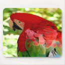 Suche nach roter papagei mousepads Vögel