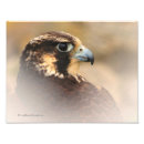 Suche nach wanderfalke poster Raptor
