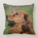 Suche nach dackel langhaarige dackel kissen Hunde fotograf