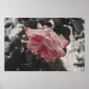 Suche nach rose schwarz poster Rosa