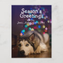 Suche nach sibirischer husky postkarten Fotografie