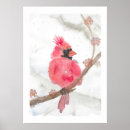 Suche nach roter kardinal poster Schnee