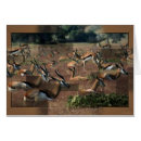 Suche nach gazelle Zoo