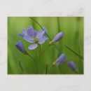 Suche nach fechten postkarten Blume