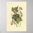 Suche nach john james audubon poster Vogelbeobachtung
