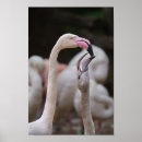 Suche nach rosa küken poster Baby