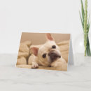 Suche nach french bulldog karten Kaninchen