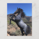 Suche nach pferdefreunde postkarten Pony