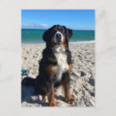 Suche nach sennenhund postkarten Berner