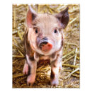 Suche nach ferkel poster Nutztier