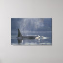 Suche nach orca leinwandbilder Tierwelt