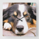 Suche nach border collie kunst Pets