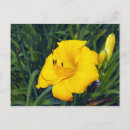 Suche nach taglilie postkarten Hemerocallis