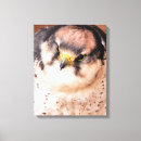 Suche nach falken leinwandbilder Vögel