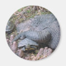 Suche nach zähler magnete Schildkröte