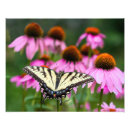 Suche nach echinacea poster Sommer