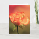 Suche nach der rosen karten Fotografie