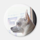 Suche nach chihuahua magnete Hund