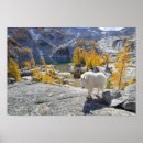 Suche nach lärche poster Herbst
