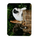 Suche nach welpe magnete Boxer