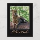 Suche nach gepard postkarten Wildkatze